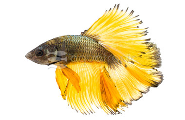 Male Halfmoon Mustard & Blue :: 81353