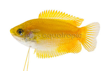 Dwarf Honey Yellow Gourami :: 82359