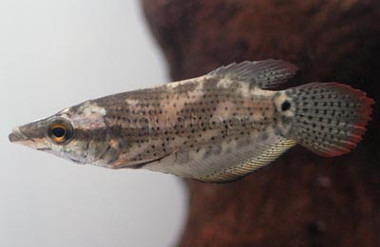 Noble/Frail Gourami :: 82623