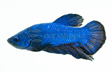 Male Plakat Blue Dragon :: 84663