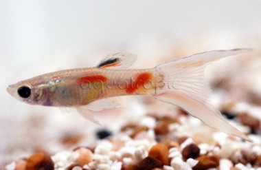 Endler's Gold Guppy, Male :: 84865