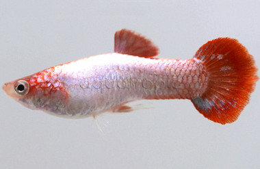 Red Coral Guppy, Male :: 89729