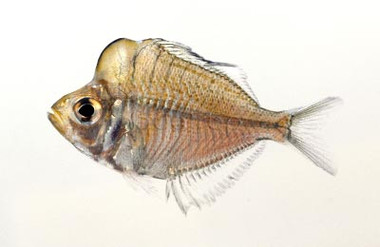 Humphead Glassfish :: 90694