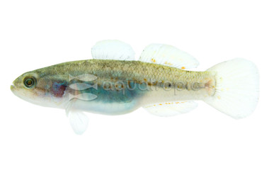 Southern Purple-Spotted Gudgeon Goby :: 91188