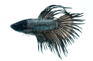 Black Orchid Crowntail Betta, Male :: 91900