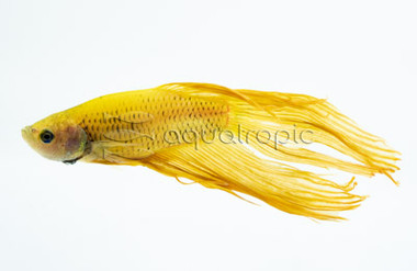 Male Yellow :: 92576