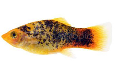 Calico Sunset Platy :: 93139