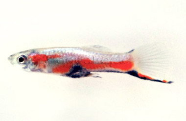 Endler's Blue Star Male :: 95179