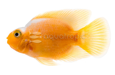 Parrot Red & White :: 98583