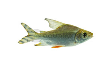 Flagtail Redfin :: 25512