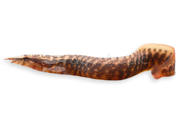 Zig Zag Barred Spiny Eel :: 52796
