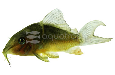 Emerald Green Cory Catfish :: 98309