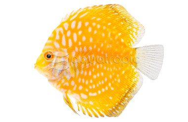 Pigeon Blood Yellow Discus :: 15745