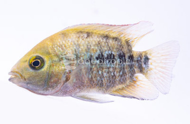 Flowerhorn Taiwan Fortune God (A grade) :: 23409