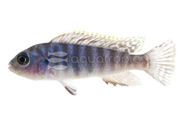 Cobalt Blue Zebra Malawi Cichlid :: 29397