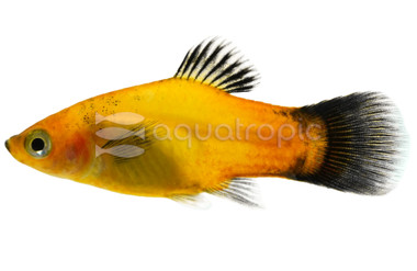 Sunset Fire Wag Platy :: 31114