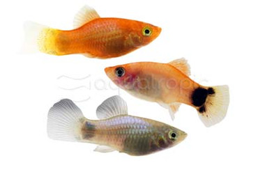 Mixed Mickey Mouse Platy :: 33365