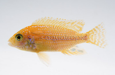 Peacock Safran :: 34387