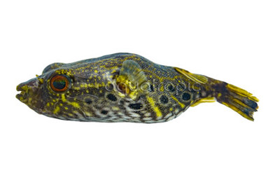 Humpback Dragon Pufferfish :: 38660