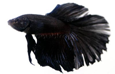 Black Halfmoon Betta, Male :: 47307
