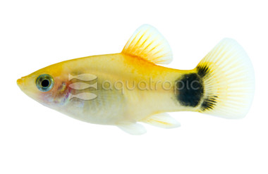 Gold Mickey Mouse Platy :: 47736