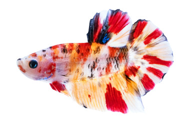 Female Halfmoon Nemo Koi :: 56154