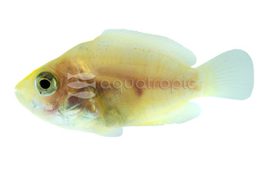 Orange Chromide :: 62641