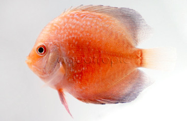 Rising Sun Discus :: 62776