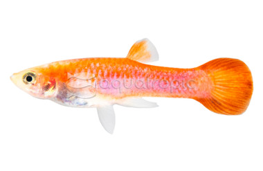 Pink Custard Male Guppy :: 66604