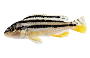 Auratus Malawi Cichlid :: 69750