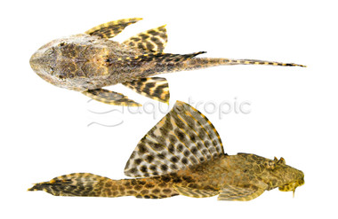 Gold Spotted Sailfin Plecostomus L-001 :: 73878