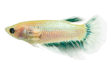 Halfmoon Betta, Female :: 76424