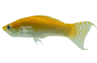 Cremecicle Lyretail Molly :: 82183