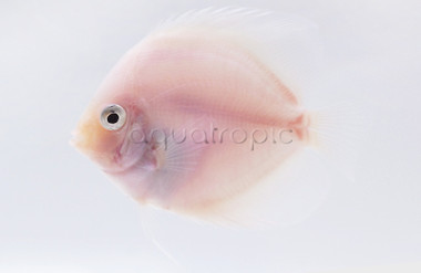 Snow White Discus :: 83563
