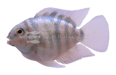 Parrot Polar Blue Convict Hybrid :: 84339