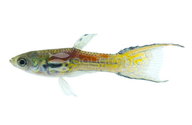 Endler's Leopard Guppy, Male :: 94407