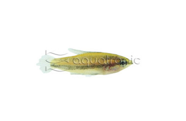 Licorice "Gunawani" Gourami :: 96491