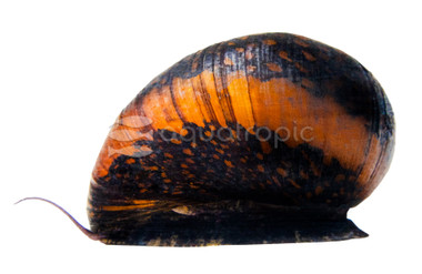 Batik Nerite Snail :: 31739