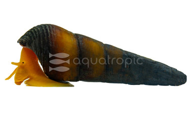 Golden Rabbit Snail :: 63649