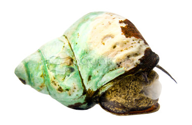 Japanese Trapdoor Snail :: 64446