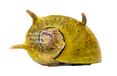 Tricolor Horned Nerite Snail :: 66026