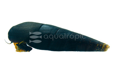 Orange Volcano Rabbit Snail :: 71217