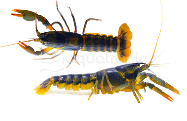 Snowden Orange Tip Lobster :: 90015