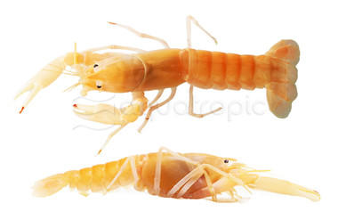 Apricot Holthuisi Lobster :: 90016