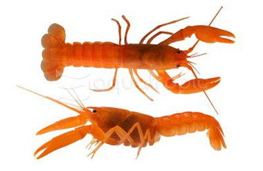 Extreme Red Holthuisi Lobster :: 90017