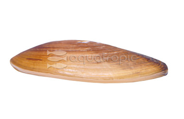 Asian Gold Clam :: 97477