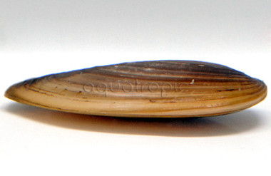 Asian Gold Clam :: 97477