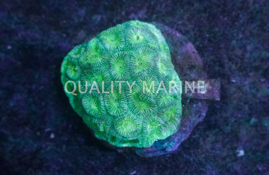 Colored Favia Brain Coral :: 52001