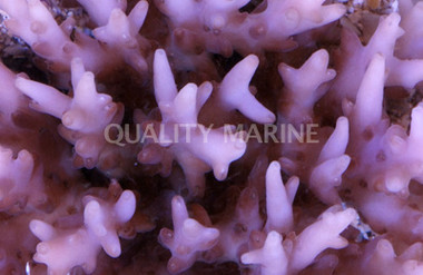 Caroliniana Acropora Coral :: 66005