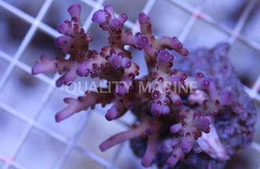 Purple Loripes Acropora Coral :: 66018